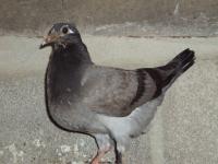 post-32351-0-36372800-1392934963_thumb.j