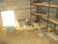 post-32351-0-66133500-1393069698_thumb.j