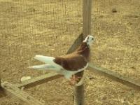 post-32351-0-69972400-1392934929_thumb.j