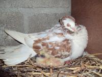 post-32351-0-73558700-1393070003_thumb.j