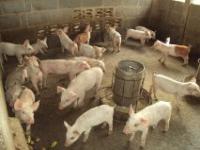 post-32351-0-80097900-1393052389_thumb.j