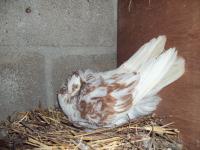 post-32351-0-87115200-1392935048_thumb.j