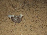 post-32351-0-96598400-1392934988_thumb.j