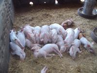 post-32351-0-99635700-1392484148_thumb.j