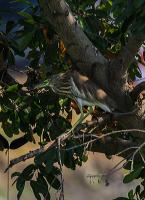 post-40226-0-68566400-1392044057_thumb.j