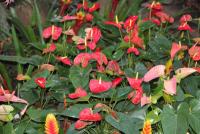 post-42806-0-85397400-1392415668_thumb.j