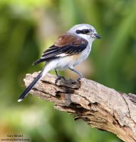 post-77574-0-07434700-1392364568_thumb.j