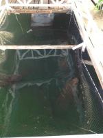 post-89724-0-01172100-1393173491_thumb.j