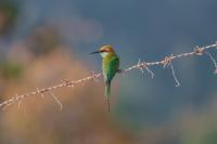 post-96836-0-60290500-1392430863_thumb.j