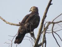 post-12069-0-08399400-1424041357_thumb.j