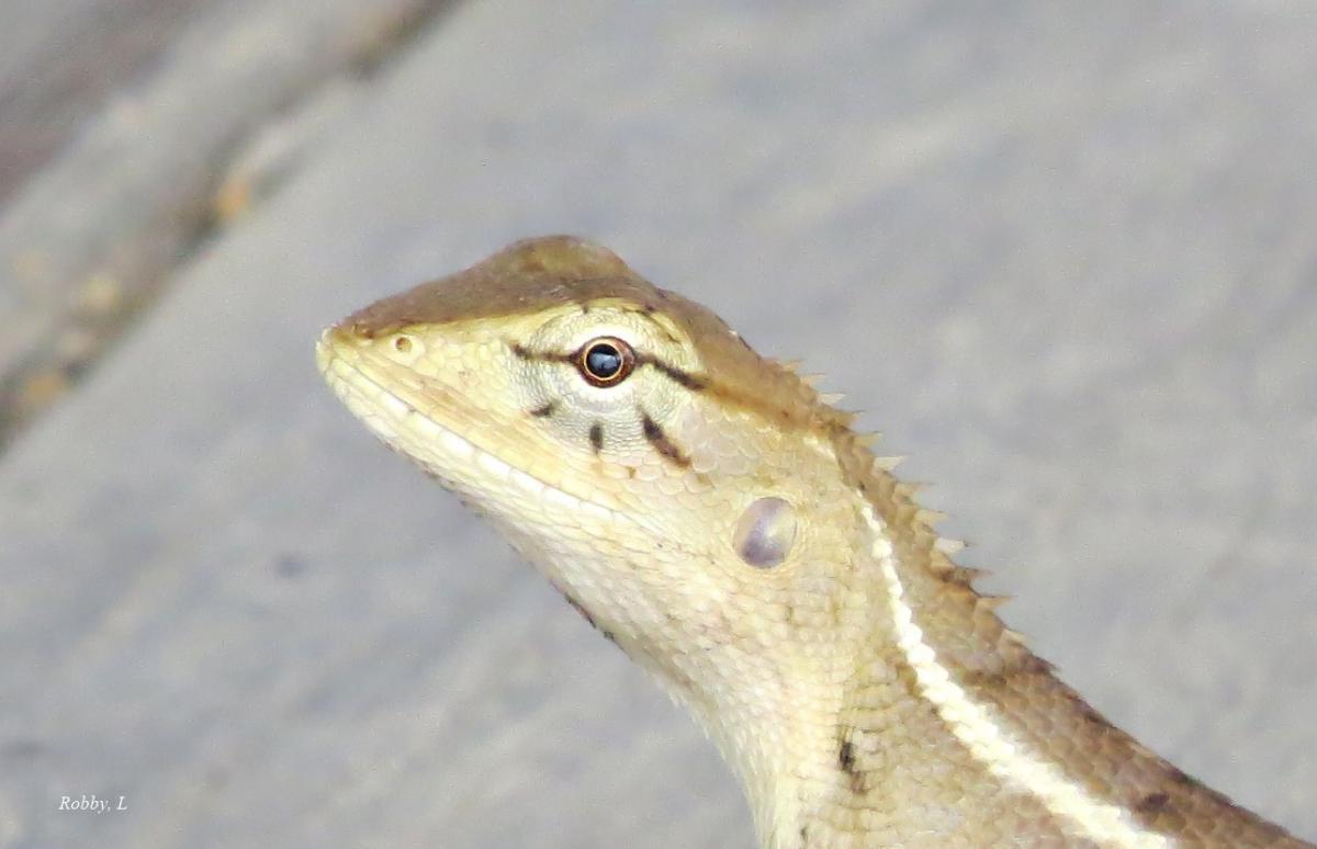 post-12069-0-23447200-1425012329_thumb.j