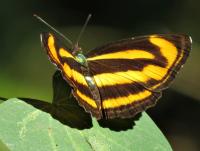 post-12069-0-46350600-1422788654_thumb.j