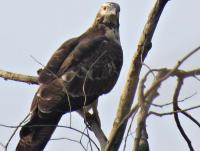 post-12069-0-57585800-1424041375_thumb.j