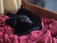 post-12676-0-09227500-1423783837_thumb.j