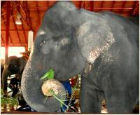 post-231841-0-17499400-1423635471_thumb.