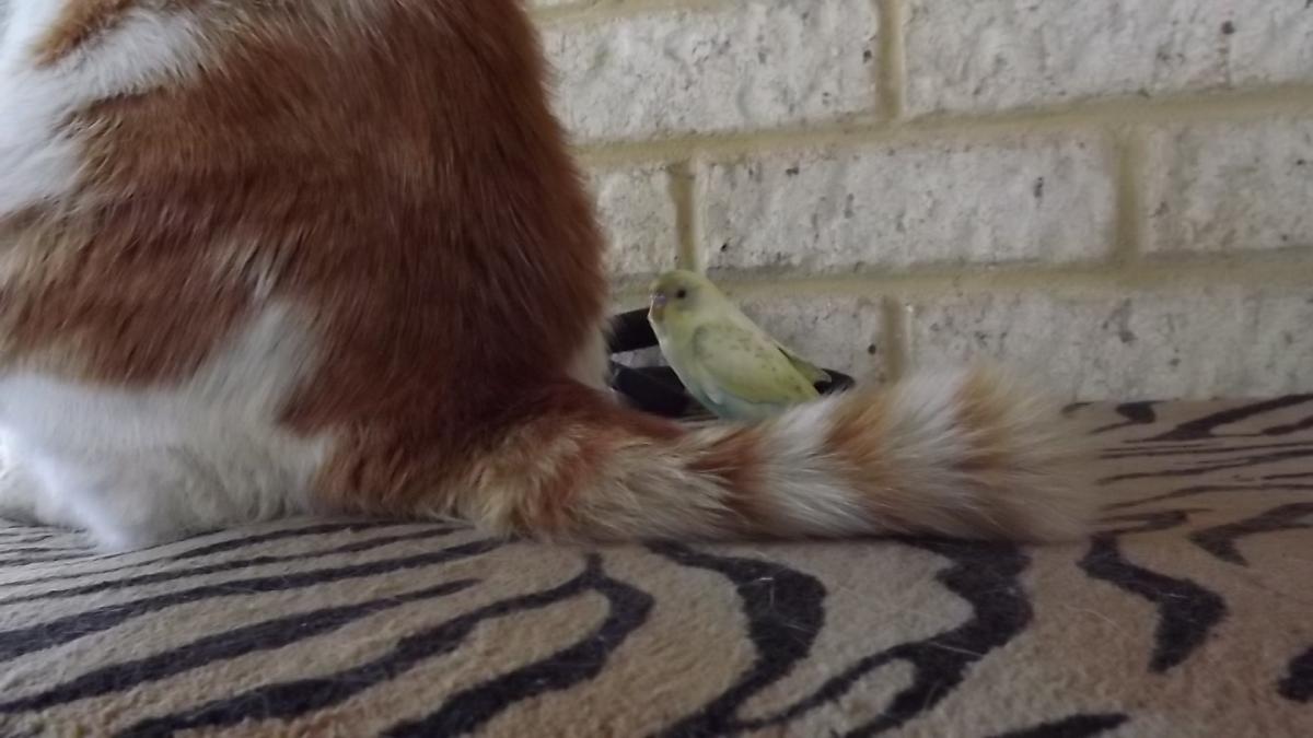 post-231841-0-26157300-1424867757_thumb.