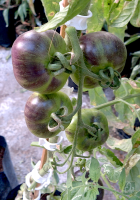 post-37242-0-05140800-1423075300_thumb.p