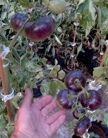 post-37242-0-35965100-1423417466_thumb.p