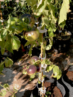 post-37242-0-37559100-1423075188_thumb.p