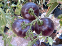 post-37242-0-43502000-1423417529_thumb.p