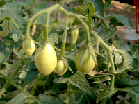 post-37242-0-49470800-1423074997_thumb.p