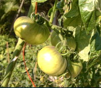 post-37242-0-71501200-1423075251_thumb.p