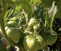 post-37242-0-90112500-1423075118_thumb.p