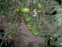 post-37242-0-97812200-1424629308_thumb.p