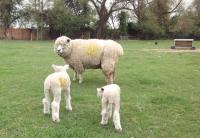 post-42592-0-56343100-1423831569_thumb.j