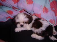 post-42643-0-19515200-1423277290_thumb.j