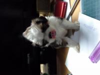 post-42643-0-68044700-1423277024_thumb.j