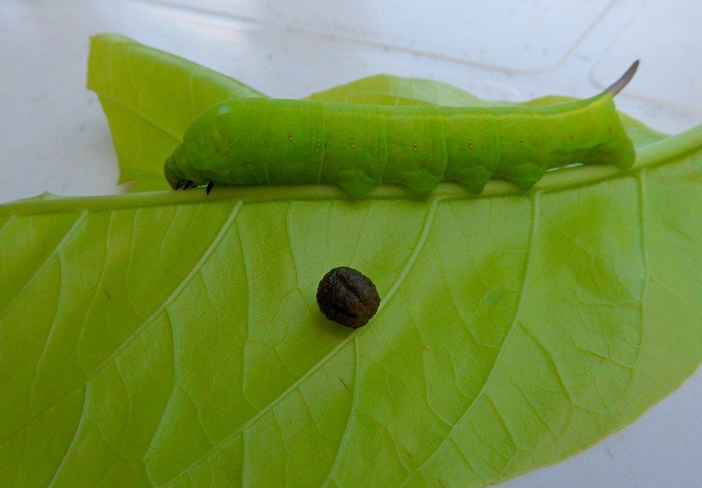 post-9958-0-41976100-1424838683_thumb.jp