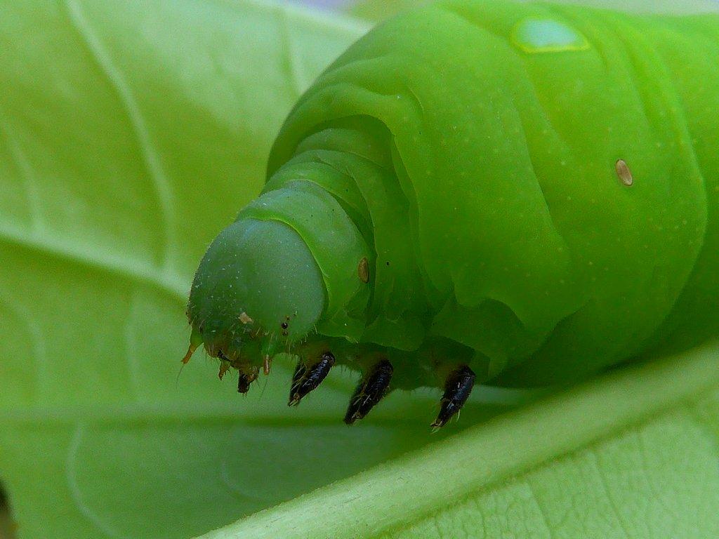 post-9958-0-73920400-1424838721_thumb.jp