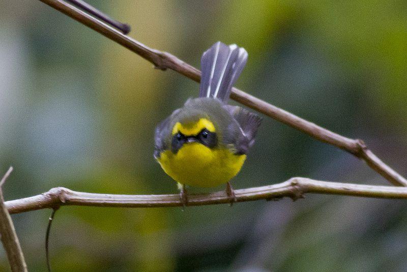 post-128422-0-13879400-1454678952_thumb.