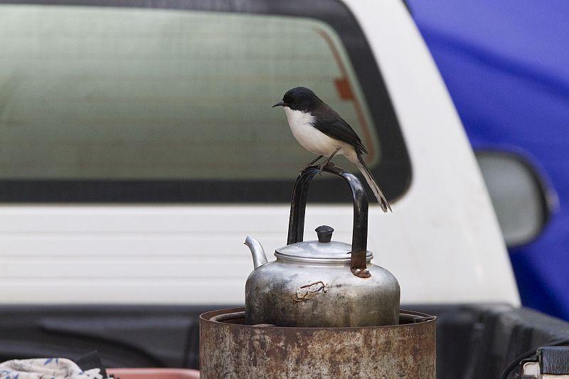 post-128422-0-38929300-1454819192_thumb.