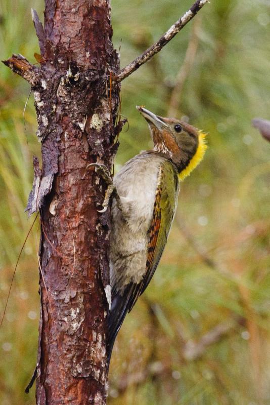 post-128422-0-48192900-1454298143_thumb.