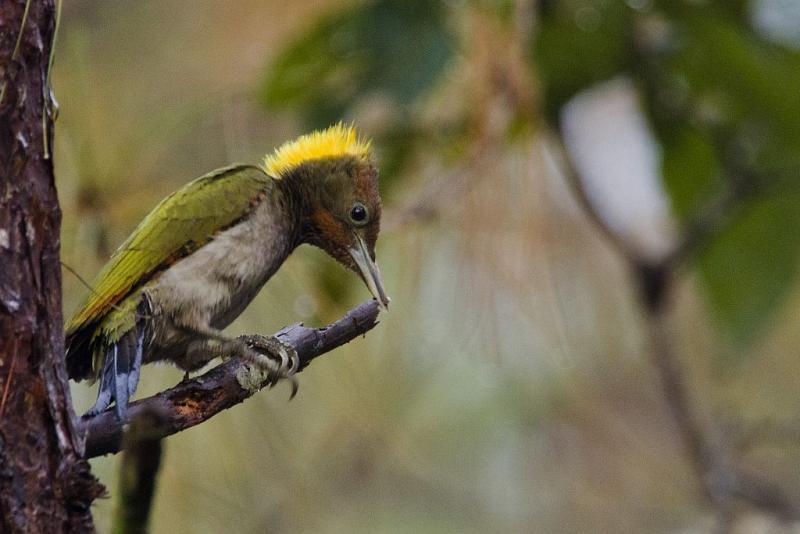 post-128422-0-55294600-1454297769_thumb.