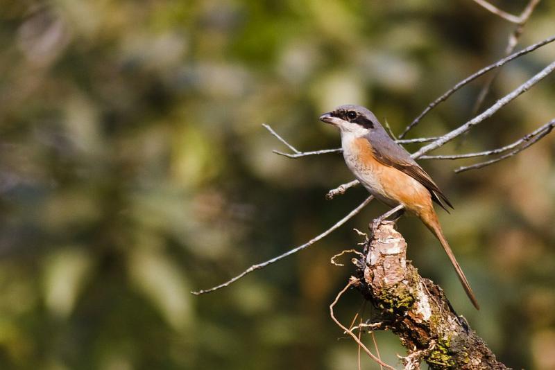 post-128422-0-62540200-1454578547_thumb.