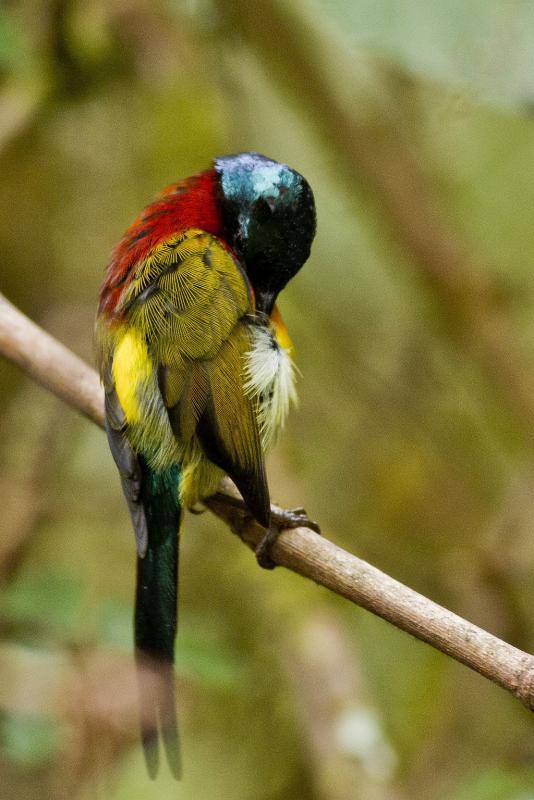 post-128422-0-70946700-1454580211_thumb.