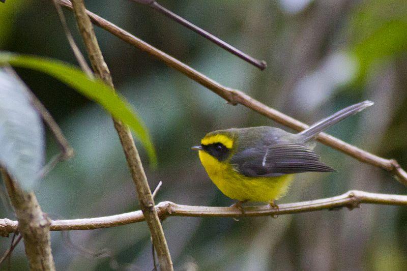 post-128422-0-96501300-1454678966_thumb.