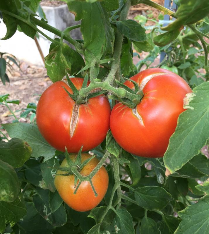 post-14625-0-05773600-1455716378_thumb.j