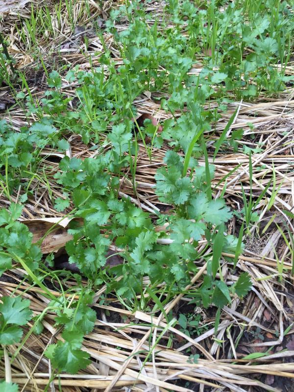 post-14625-0-15604100-1455716293_thumb.j