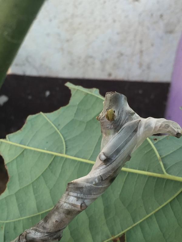 post-14625-0-20374200-1456292700_thumb.j