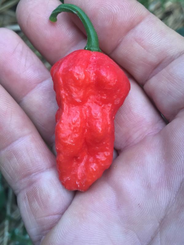 post-14625-0-20860500-1456292681_thumb.j