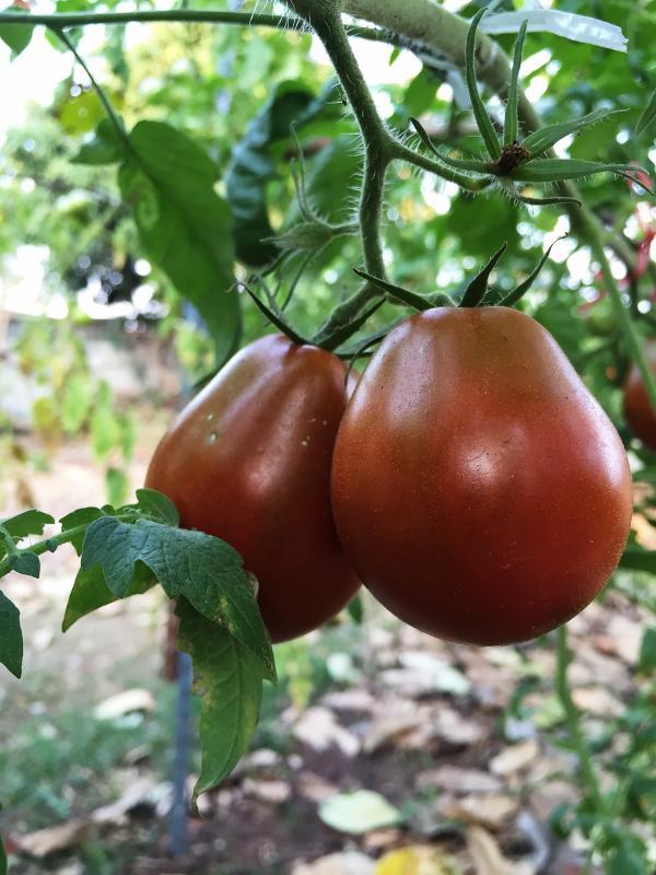 post-14625-0-21129500-1455716360_thumb.j