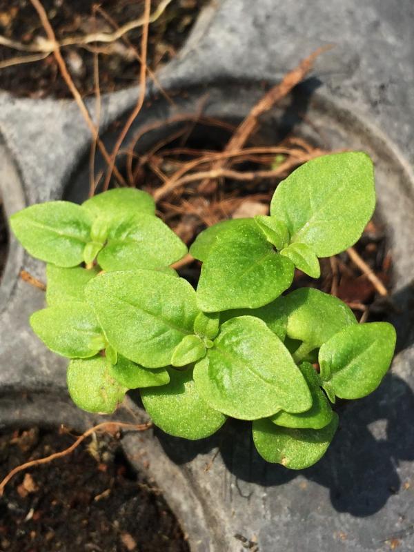 post-14625-0-23404800-1456292743_thumb.j