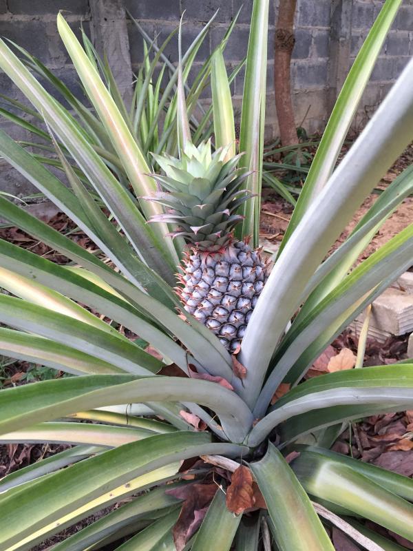 post-14625-0-24818700-1455716306_thumb.j