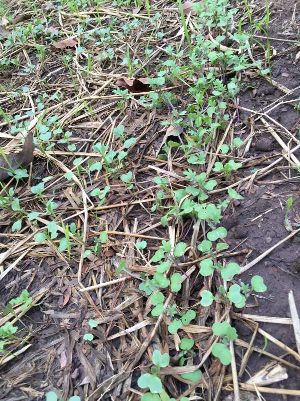 post-14625-0-26031500-1455716337_thumb.j