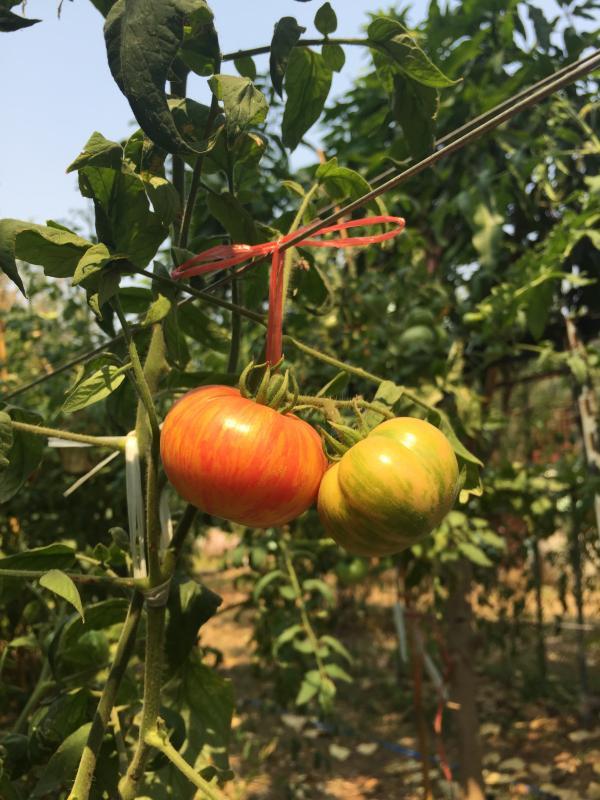 post-14625-0-32244400-1456292658_thumb.j