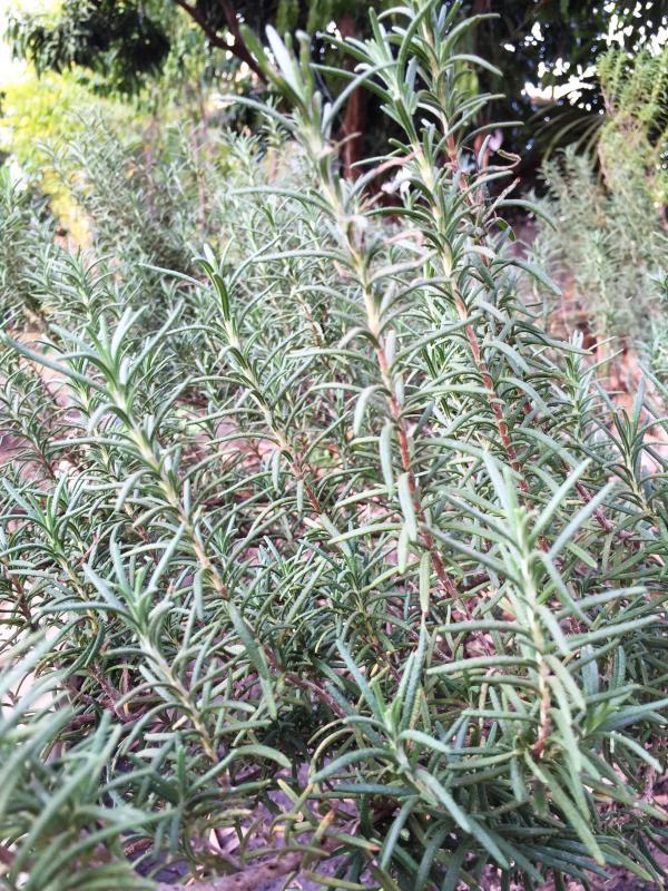 post-14625-0-32420000-1455716180_thumb.j